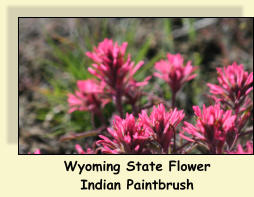 Wyoming State Flower Indian Paintbrush