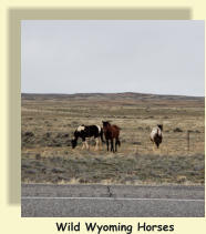 Wild Wyoming Horses